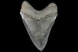 Serrated, Fossil Megalodon Tooth - Georgia #92476-1